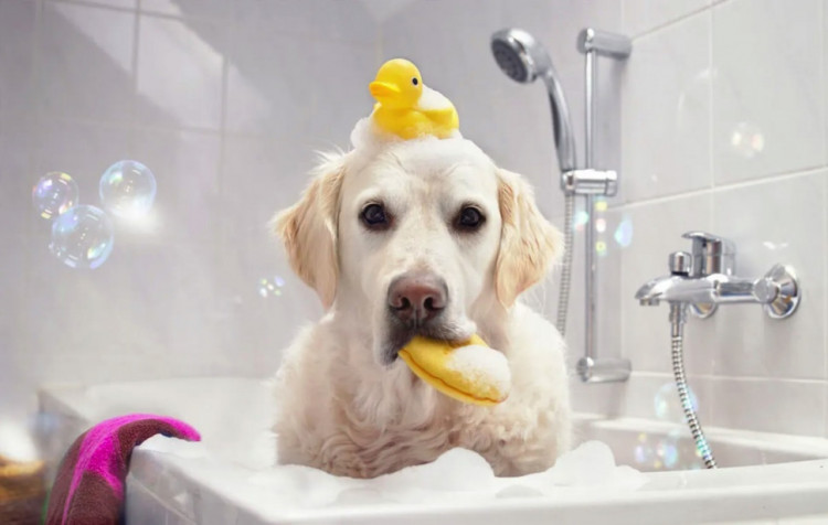 Dctr.Go Шампунь-бальзам для животных Sнampoo Therapy "Мультиуход" 1000 ml в Кемерово